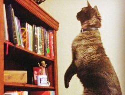aspca mobile app Bringing Animal Welfare to Your Fingertips