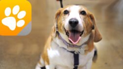aspca app Transforming Animal Welfare and Care