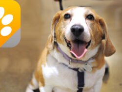 aspca app Transforming Animal Welfare and Care