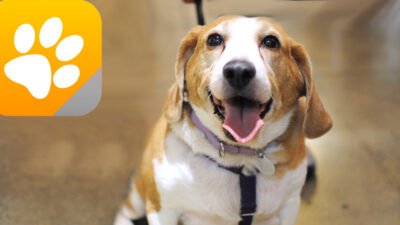 aspca app Transforming Animal Welfare and Care